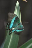 Emerald Swallowtail Butterfly splendido che sta scintillando Immagine Stock Libera da Diritti Emerald Swallowtail Butterfly splendido che sta scintillando Immagine Stock Libera da Diritti