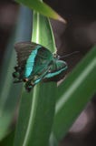 Emerald Swallowtail Butterfly splendido in primavera Fotografia Stock Emerald Swallowtail Butterfly splendido in primavera Fotografia Stock