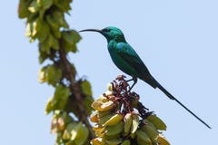 Emeraldhoningzuiger malakit Sunbird, Nectarinia famosa royaltyfri foto Emeraldhoningzuiger malakit Sunbird, Nectarinia famosa royaltyfri foto