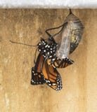 Emerging Monarch Butterfly From Chrysalis Royalty Free Stock Photos Emerging Monarch Butterfly From Chrysalis Royalty Free Stock Photos