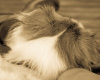 Emotionale Stütztiergesellschafts-Abbinden an einem faulen Nachmittag stockfotografie Emotionale Stütztiergesellschafts-Abbinden an einem faulen Nachmittag stockfotografie