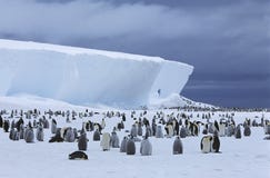 Emperor Penguin (Aptenodytes Forsteri) Colony And Iceberg Stock Photo Emperor Penguin (Aptenodytes Forsteri) Colony And Iceberg Stock Photo