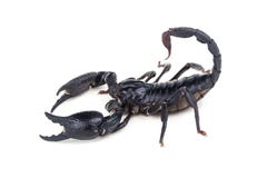 Emperor Scorpion, Pandinus imperator, isolate on White Background, royalty free stock photography Emperor Scorpion, Pandinus imperator, isolate on White Background, royalty free stock photography