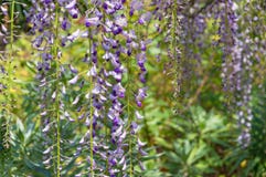 Empfindliche purpurrote Glyzinieblumen Stockfoto Empfindliche purpurrote Glyzinieblumen Stockfoto