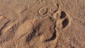 Empreinte de pas sauvage de lion sur le sable photographie stock libre de droits Empreinte de pas sauvage de lion sur le sable photographie stock libre de droits
