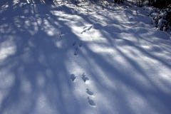 Empreintes de pas dans la forêt neigeuse en hiver Les animaux ont laissé des traces dans la forêt neigeuse en hiver photos stock Empreintes de pas dans la forêt neigeuse en hiver Les animaux ont laissé des traces dans la forêt neigeuse en hiver photos stock