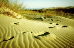 Empreintes de pas dans le sable Empreintes de pas dans le sable