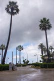 Empty palms alley after rain. Tropical coast with high palm trees. Cloudy day on exotic resort. royalty free stock images Empty palms alley after rain. Tropical coast with high palm trees. Cloudy day on exotic resort. royalty free stock images