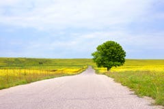 Empty rural road among green fields with yellow flowers and a lonely big green tree with a beautiful round crown royalty free stock images Empty rural road among green fields with yellow flowers and a lonely big green tree with a beautiful round crown royalty free stock images