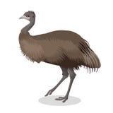Emu bird full length portrait isolated on white background Royalty Free Stock Photos Emu bird full length portrait isolated on white background Royalty Free Stock Photos