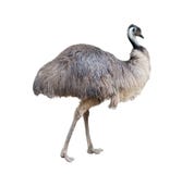 Geco animale Geco animale