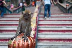 En apa nära de Batu grottorna i Kuala Lumpur royaltyfria bilder En apa nära de Batu grottorna i Kuala Lumpur royaltyfria bilder