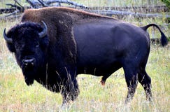 En bison från gul stennationalpark royaltyfri bild En bison från gul stennationalpark royaltyfri bild