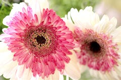 En blomma är ett ting av skönhet som lugnar din mening arkivfoto En blomma är ett ting av skönhet som lugnar din mening arkivfoto