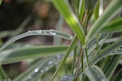 En droppe av dagg fotografering för bildbyråer En droppe av dagg fotografering för bildbyråer