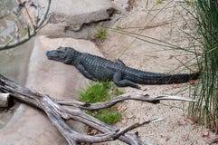 En el paseo del reptil de los parques zoológicos, su voluntad encontrar el cocodrilo chino, una especie críticamente en peligro fotos de archivo libres de regalías En el paseo del reptil de los parques zoológicos, su voluntad encontrar el cocodrilo chino, una especie críticamente en peligro fotos de archivo libres de regalías