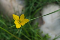 En enkel gul blomma för daglilja som uppifrån fångas arkivbilder En enkel gul blomma för daglilja som uppifrån fångas arkivbilder