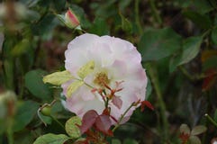 En enkel vit blomma bland gröna sidor och vinrankor royaltyfri fotografi En enkel vit blomma bland gröna sidor och vinrankor royaltyfri fotografi