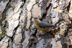 En Eurasian Nuthatch, når att ha funnit en skalbagge arkivfoto En Eurasian Nuthatch, når att ha funnit en skalbagge arkivfoto