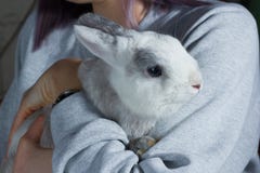 En flicka som på rymmer händer en gullig vit grå kanin arkivfoton En flicka som på rymmer händer en gullig vit grå kanin arkivfoton