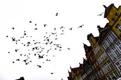 En flock av fåglar över byggnaden royaltyfri fotografi En flock av fåglar över byggnaden royaltyfri fotografi
