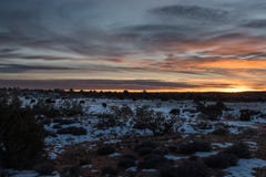 En flock av löst nötkreatur som promenerar solnedgången arkivbild En flock av löst nötkreatur som promenerar solnedgången arkivbild