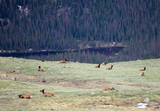 En flock av älgen som betar på en alpin äng på Rocky Mountain National Park i Colorado royaltyfria bilder En flock av älgen som betar på en alpin äng på Rocky Mountain National Park i Colorado royaltyfria bilder