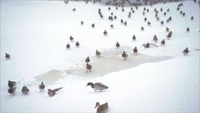 En flock av änder kommer ut ur dammet till kusten royaltyfri bild En flock av änder kommer ut ur dammet till kusten royaltyfri bild