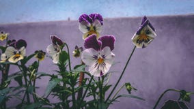 ’En grupp av penséblommor royaltyfri fotografi ’En grupp av penséblommor royaltyfri fotografi