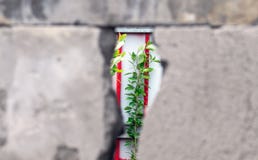 En gr?n filial av ett ungt tr?d kikar till och med en spricka i den gr?a betongv?ggen Begreppet av beroendet, f?ngenskap och arkivbilder En gr?n filial av ett ungt tr?d kikar till och med en spricka i den gr?a betongv?ggen Begreppet av beroendet, f?ngenskap och arkivbilder