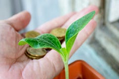 En grön planta av zucchinin och en hand med mynt på bakgrund - ekonomi och finansiellt växande begrepp arkivbild En grön planta av zucchinin och en hand med mynt på bakgrund - ekonomi och finansiellt växande begrepp arkivbild