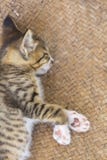 En gullig liten kattunge som ser kameran royaltyfri fotografi En gullig liten kattunge som ser kameran royaltyfri fotografi