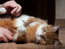 En h?rlig r?d katt med svartvita band som spelar med en man p? golvet N?rbild Katten ?r tr?tt av att spela se royaltyfria foton En h?rlig r?d katt med svartvita band som spelar med en man p? golvet N?rbild Katten ?r tr?tt av att spela se royaltyfria foton