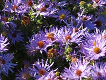 En Honey Bee Takes Nectar From A blått Daisy Flower Bed royaltyfri foto En Honey Bee Takes Nectar From A blått Daisy Flower Bed royaltyfri foto