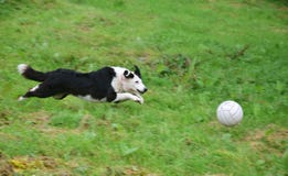 En hund som spelar med en boll royaltyfri bild En hund som spelar med en boll royaltyfri bild