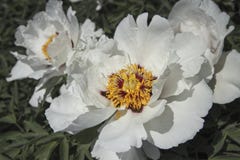 En härlig blomma av a träd-som pion i en sommarträdgård Makrodetalj av denrosa färger blomman arkivfoton En härlig blomma av a träd-som pion i en sommarträdgård Makrodetalj av denrosa färger blomman arkivfoton