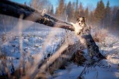 En härlig hund av den Border collie aveln står på dess bakre ben i vinter arkivfoto En härlig hund av den Border collie aveln står på dess bakre ben i vinter arkivfoto