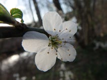 En härlig körsbärsröd blomning i solnedgången, träd, arkivfoton En härlig körsbärsröd blomning i solnedgången, träd, arkivfoton