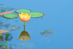 En härlig, perfekt ljus oavkortad blom för persikalotusblommablomma, i ettridit damm i en frodig thailändsk trädgård parkerar royaltyfri foto En härlig, perfekt ljus oavkortad blom för persikalotusblommablomma, i ettridit damm i en frodig thailändsk trädgård parkerar royaltyfri foto