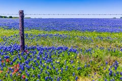 En härligt fält filt heltäckandeblått med Bluebonnets royaltyfria foton En härligt fält filt heltäckandeblått med Bluebonnets royaltyfria foton
