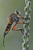 En jätte som vilar robberfly på blommaogräs royaltyfri fotografi En jätte som vilar robberfly på blommaogräs royaltyfri fotografi
