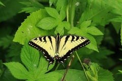 En jätte- swallowtailfjäril royaltyfri fotografi En jätte- swallowtailfjäril royaltyfri fotografi