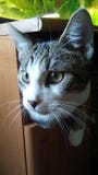En katt i garderoben arkivfoton En katt i garderoben arkivfoton