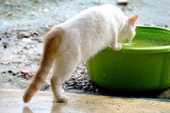 En katt som dricker från en vattenbunke arkivbild En katt som dricker från en vattenbunke arkivbild