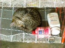 En katt sover fotografering för bildbyråer En katt sover fotografering för bildbyråer