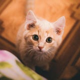 En kattunge ser kameran arkivbild En kattunge ser kameran arkivbild