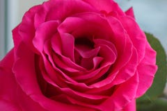 En knopp av en mjuk rosa f?rg steg p? en suddig bakgrund fotografering för bildbyråer En knopp av en mjuk rosa f?rg steg p? en suddig bakgrund fotografering för bildbyråer