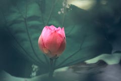 En knopp av rosa Lotus royaltyfria bilder En knopp av rosa Lotus royaltyfria bilder