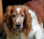 En ledsen synad gammal vit hund för brunt och håller ögonen på världen att passera royaltyfri foto En ledsen synad gammal vit hund för brunt och håller ögonen på världen att passera royaltyfri foto