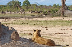 En lejoninna håller ögonen på en giraff och en gnu i den Hwange nationalparken royaltyfria bilder En lejoninna håller ögonen på en giraff och en gnu i den Hwange nationalparken royaltyfria bilder